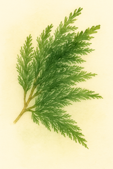Plant-based essential oils, chosen with care