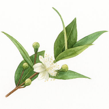 Plant-based essential oils, chosen with care